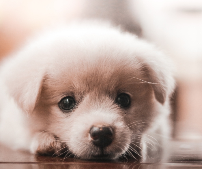 14.999,99 ευρώ για ιστοσελίδα αδέσποτων του Δήμου Δυτικής Λέσβου