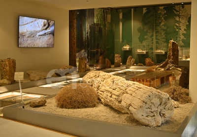 Μια μέρα στο Μουσείο Φυσικής Ιστορίας του Απολιθωμένου Δάσους Λέσβου [Vid &amp; Pics]