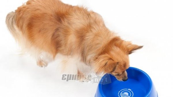 Επιθετικότητα προς άλλα σκυλιά