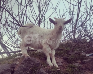 Ερώτημα και από Βελόπουλο στην Βουλή για τους ανύπαρκτους κτηνιάτρους στην Λήμνο