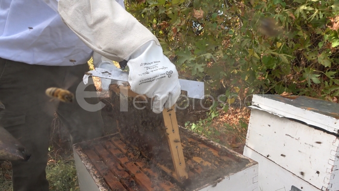 Υλοποίηση Ταχύρρυθμων Προγραμμάτων Κατάρτισης μελισσοκόμων στη Λήμνο