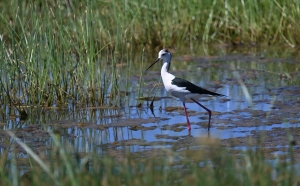 Παρουσίαση της Λέσβου σε ημερίδα στην Αθήνα