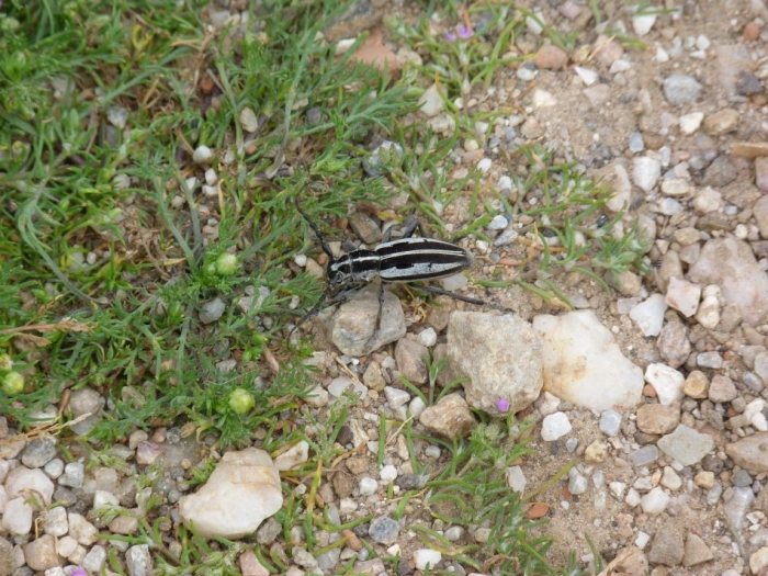 Dorcadion triste in Lesvos