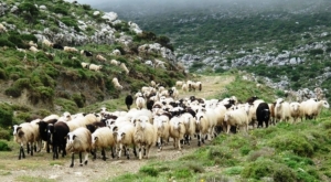 Ξαναχτυπά τα κοπάδια της Λέσβου ο καταρροϊκός πυρετός