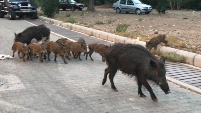 Δημιουργία ασφαλών διαδρόμων για την άγρια πανίδα ζητά το WWF