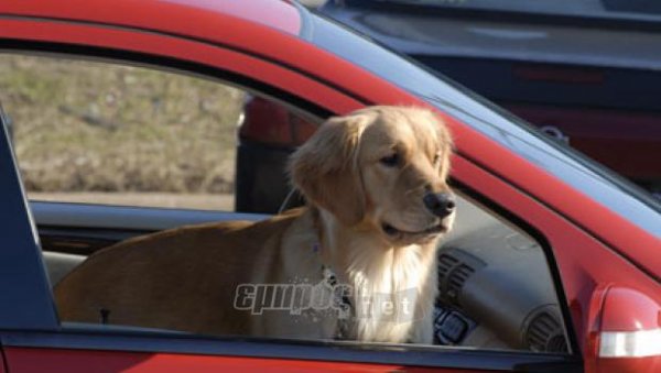 Σκύλος στο αυτοκίνητο