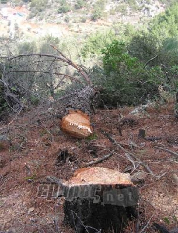 Σύσκεψη για την αντιμετώπιση των λαθροϋλοτομιών