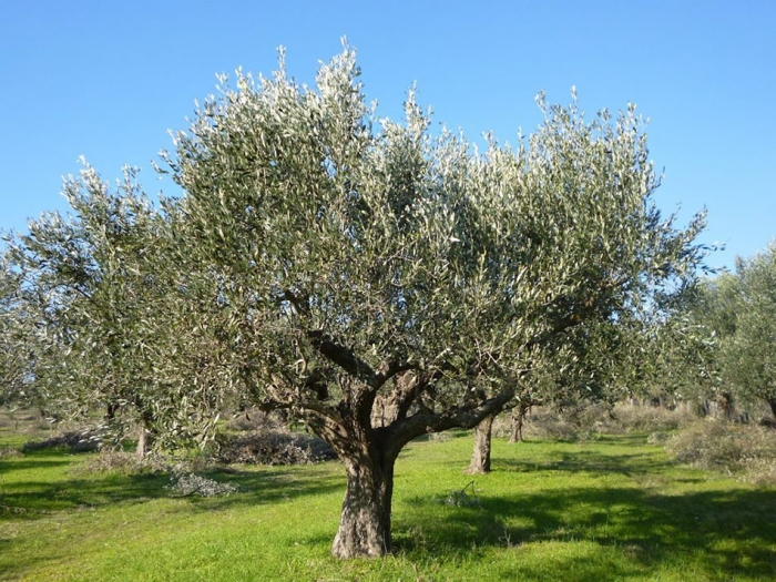 Διευκολύνεται η διαδικασία μετάταξης των αγροτών από το ειδικό στο κανονικό καθεστώς