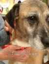 Η «Κιβωτός» χρειάζεται επειγόντως φάρμακα και τροφές