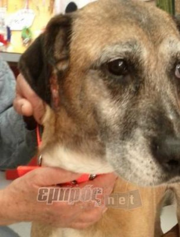 Η «Κιβωτός» χρειάζεται επειγόντως φάρμακα και τροφές