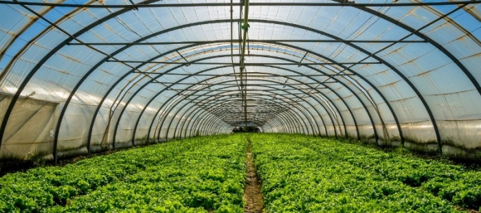 Ξεκινά το πρόγραμμα ενίσχυσης θερμοκηπιακών καλλιεργειών