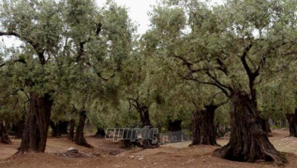 Σε επιφυλακή, αλλά έτοιμοι για την δακοκτονία