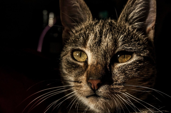 Αναμένεται να στειρωθούν 200 γάτες σε Μόλυβο – Πέτρα και Άναξο