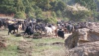 Πρόγραμμα διατήρησης αυτοχθόνων φυλών