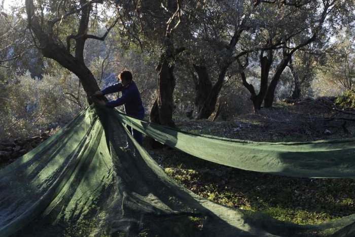 Ξεκινά σήμερα η πληρωμή της προκαταβολής της Βασικής Ενίσχυσης