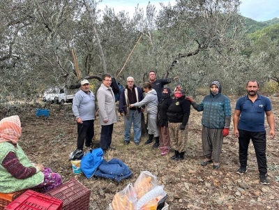 Ο Δήμος Αδραμυτιού μαζεύει ελιές