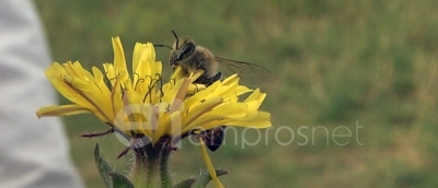 Οι προτεραιότητες του ΥπΑΑΤ για την στήριξη της Μελισσοκομίας