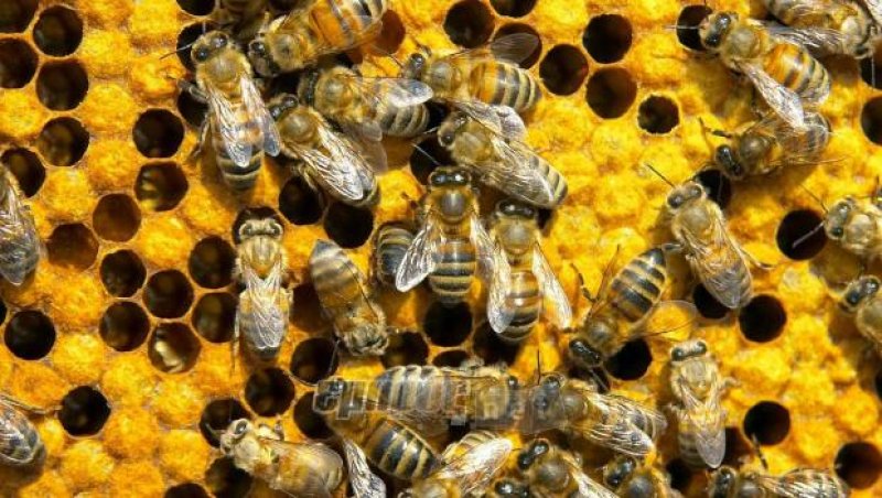 Και για τη «Μελισσοθήκη του Αιγαίου»