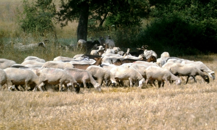 Η συνδεδεμένη ενίσχυσης για τα ειδικά δικαιώματα των κτηνοτρόφων