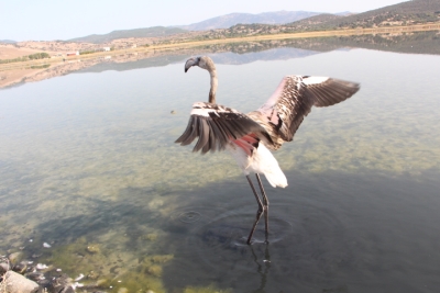 Παγκόσμια Ημέρα Μεταναστευτικών Πουλιών 2022 στη Λέσβο Παγκόσμιο Γεωπάρκο UNESCO