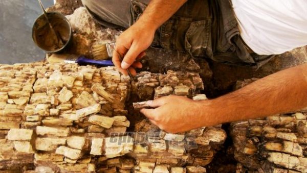 «Ανοιχτές» εργασίες συντήρησης απολιθωμάτων