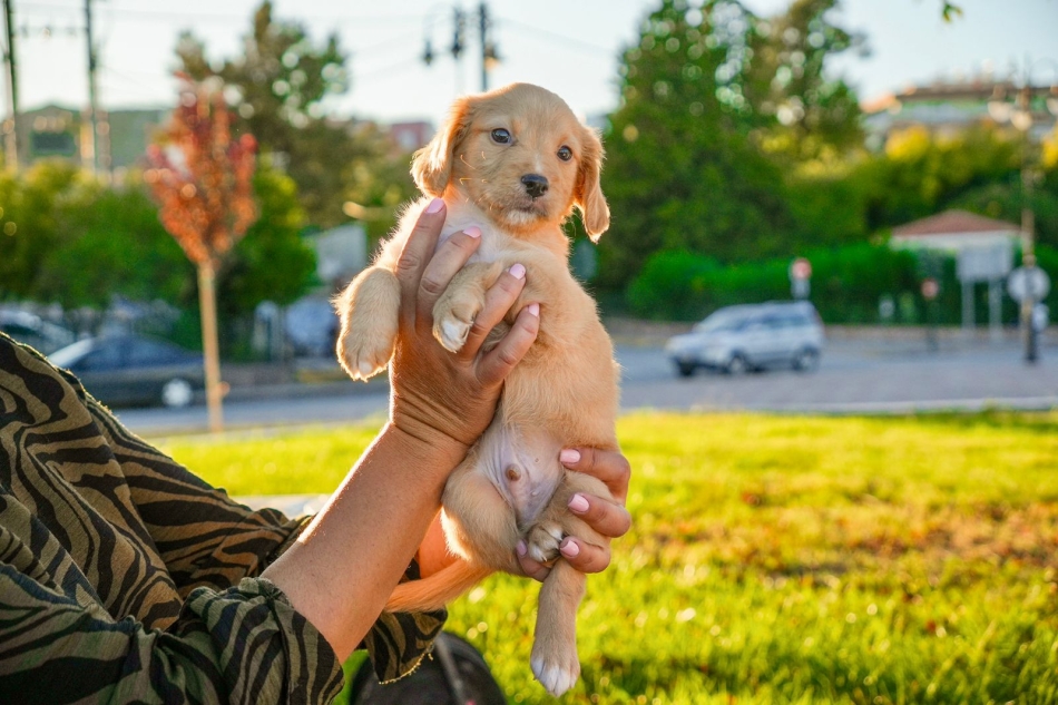 304 υιοθεσίες αδέσποτων στη Μυτιλήνη