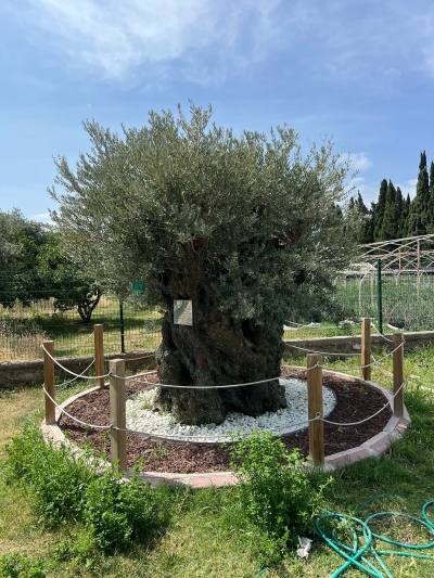 Σώθηκε τελικά η αιωνόβια ελιά στο Αλτίνολουκ