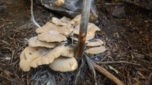 Pleurotus eryngii var. Ferulae