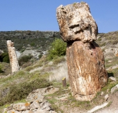 Στο Πάρκο Απολιθωμένου Δάσους