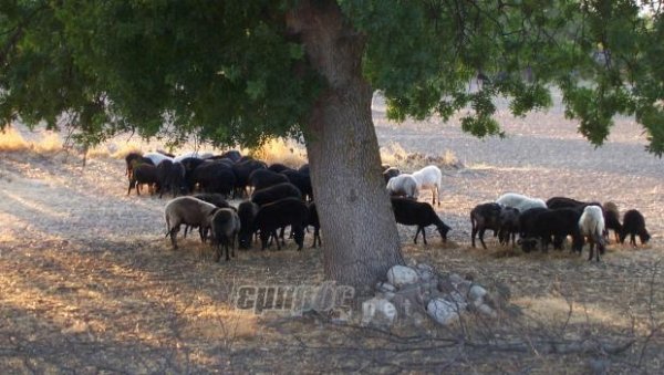 Διατήρηση γενετικών πόρων