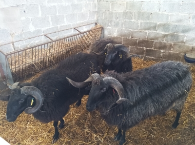 Δημιουργία κέντρου συλλογής σπέρματος από κριούς φυλής Λέσβου