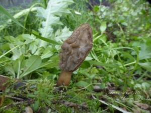 Morchella anatolica