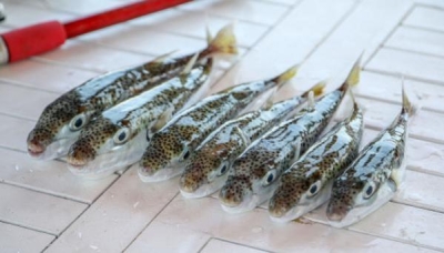 Θα αυξηθεί το ποσό επικήρυξης για ψάρια Λαγοκέφαλους