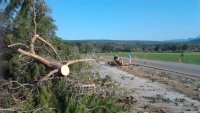 Καταγγελία των Οικολόγων Πράσινων για την κοπή δέντρων στα Μέσσα