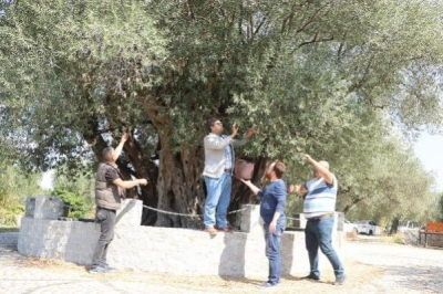 Κάρπισε και φέτος η αιωνόβια ελιά στο Κιρκαγάτς της Μανίσα