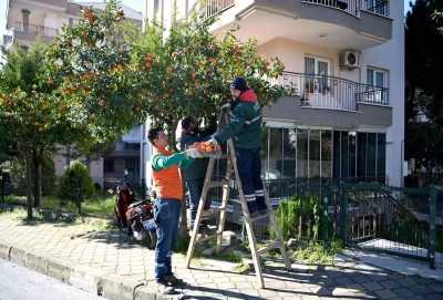Αξιοποιούνται τα νεράντζια από τις δενδροστοιχίες του Κουσάντασι