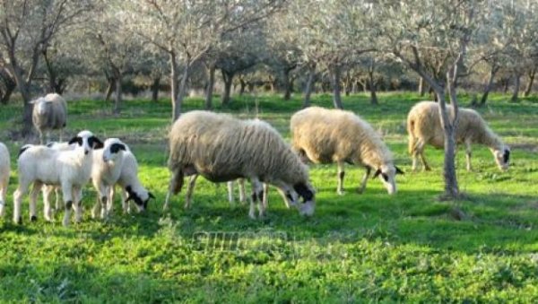 Επιδότηση για κτηνοτρόφους