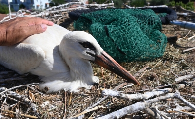 Δράσεις δακτυλίωσης νεοσσών στις πελαργοφωλιές στους υγρότοπους του Κόλπου Καλλονής