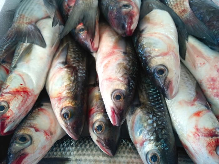 150 κιλά ψάρια στη «Ζαχάρειο»