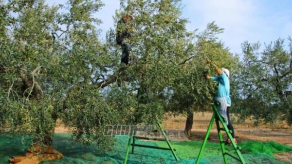  Προβλήματα καρπόπτωσης ελαιοκάρπου