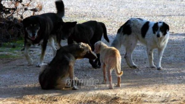 Πιάνει τόπο ο έλεγχος των αδέσποτων