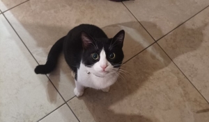 1865 στειρωμένες γάτες στον Δήμο Μυτιλήνης