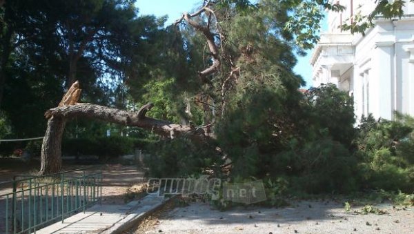 Έλεγχος στα δέντρα σχολείων