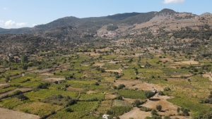 Ο κάμπος της Ανεμώτιας