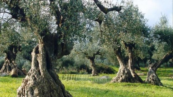 Ακτινογραφία της αγροτικής παραγωγής