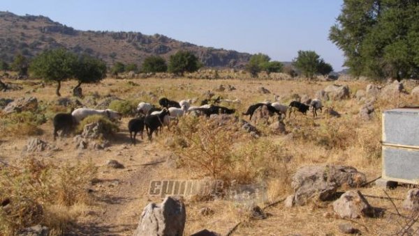 Ευλογιά αιγοπροβάτων στην Ερεσό;