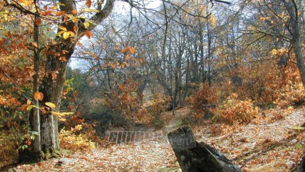 Ο Παύλος Βογιατζής για τον εμβολιασμό του καστανιώνα στην Αγιάσο