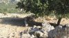 Στάβλοι στις… ελληνικές καλένδες