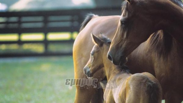 Το άλογο και η φροντίδα του