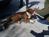 Το τελευταίο περιστατικό με εγκατάλειψη ζώου: Χτες, 14/3/2018 στη Μόρια, σκύλος εγκαταλείφθηκε μετά από τροχαίο έξω από το Κέντρο Πρώτης υποδοχής.Το τελευταίο γνωστό περιστατικό όπου βεβαιώθηκε πρόστιμο ήταν στα τέλη του περασμένου Φεβρουαρίου στη Γέρα: Πρόστιμο 1000 ευρώ σε ιδιοκτήτη μετά την επίθεση του σκύλου του (χωρίς βιβλιάριο υγείας, ατσιπάριστου και ανεμβολίαστου στη λύσσα) σε αδέσποτο σκυλί.